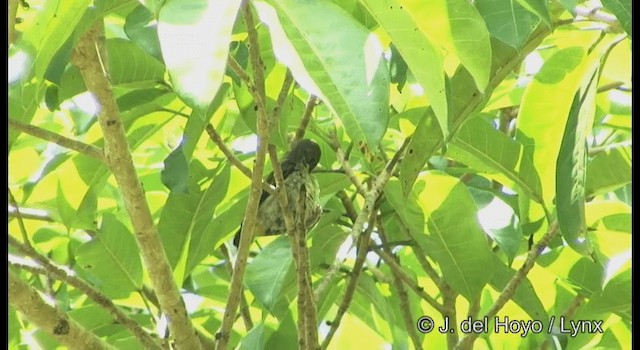 Yellow-vented Flowerpecker - ML201167331