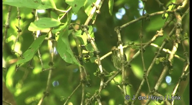 Yellow-vented Flowerpecker - ML201167341