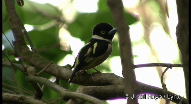 Black-and-yellow Broadbill - ML201167371