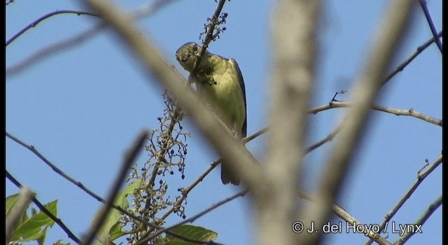 Yellow-rumped Flycatcher - ML201167391