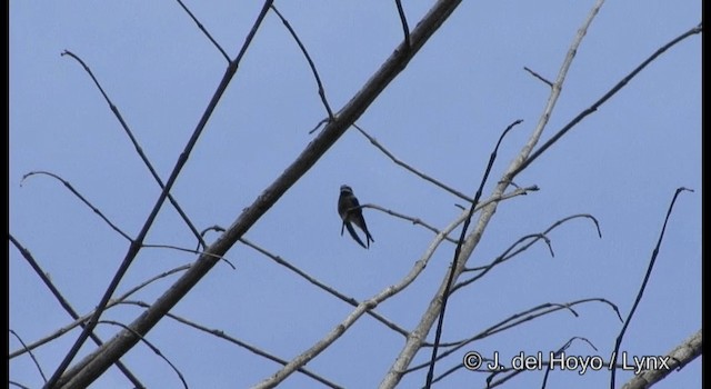Whiskered Treeswift - ML201167411