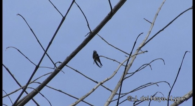 Whiskered Treeswift - ML201167411