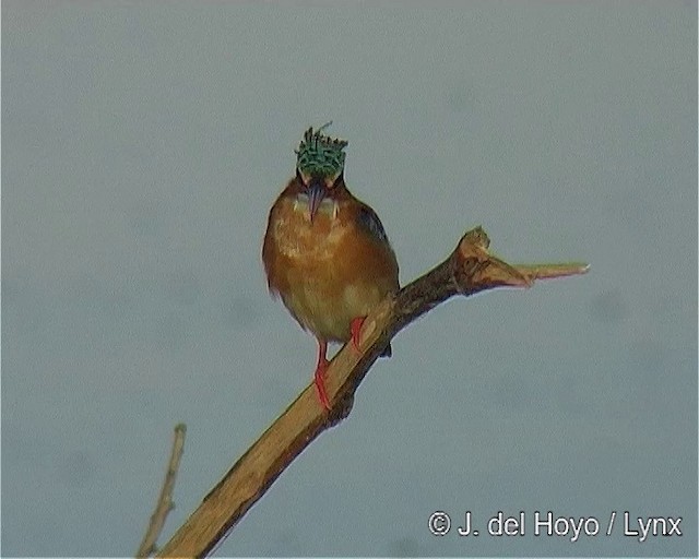 Malachite Kingfisher (Mainland) - ML201167481