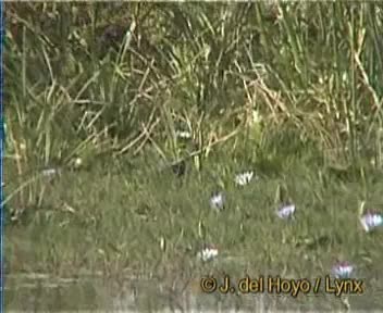 Black Crake - ML201167491