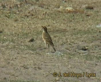 African Pipit (African) - ML201167511
