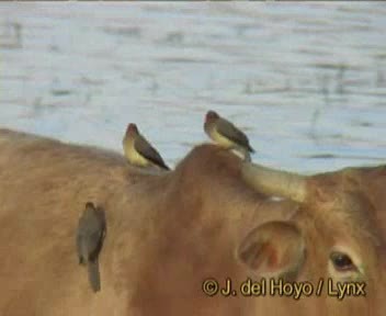 Red-billed Oxpecker - ML201167541