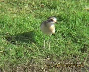 Kittlitz's Plover - ML201167601