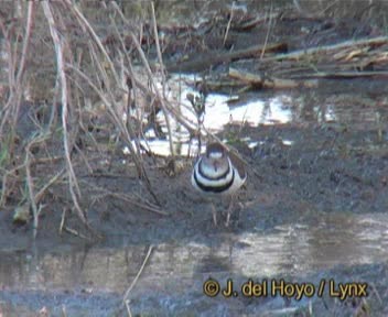 Three-banded Plover (African) - ML201167611