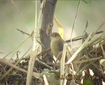 Red-faced Cisticola (Red-faced) - ML201167631