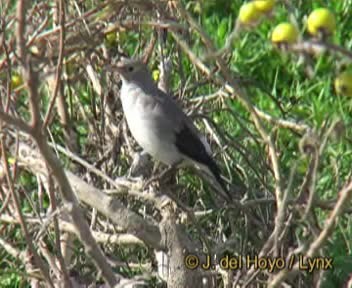 Wattled Starling - ML201167651