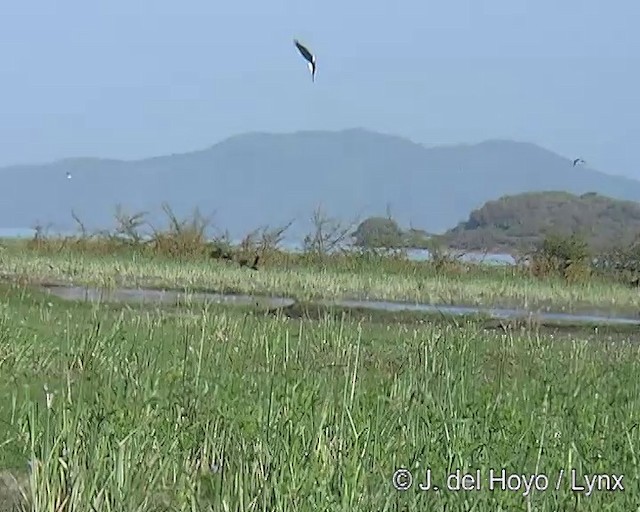 African Fish-Eagle - ML201167861