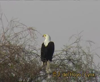 African Fish-Eagle - ML201167881