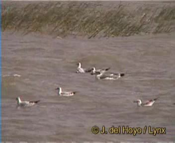 Pallas's Gull - ML201167961