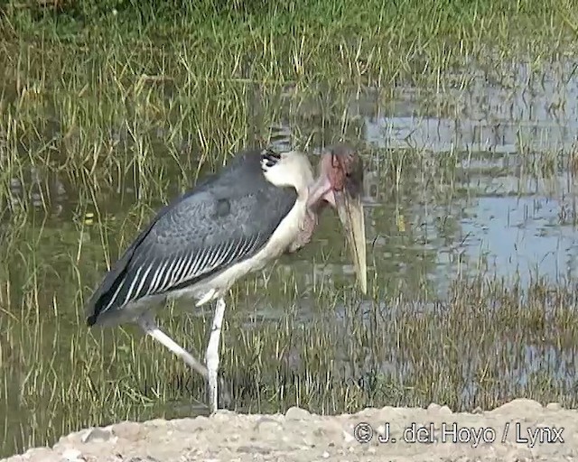 Marabou Stork - ML201168001