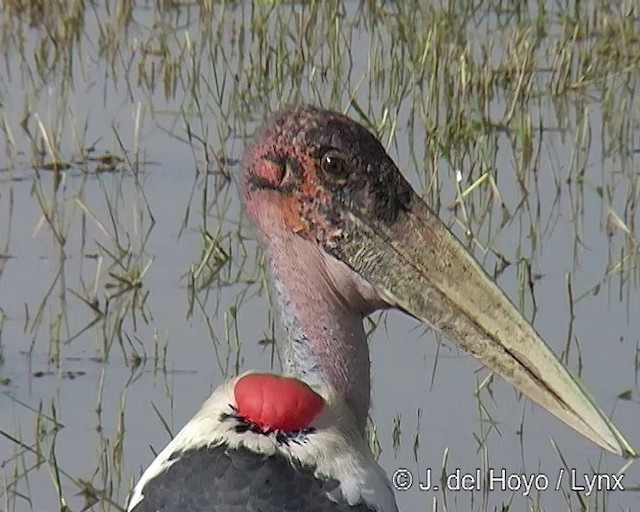 Marabou Stork - ML201168011