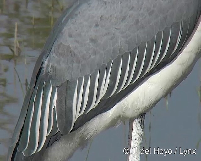 Marabou Stork - ML201168021