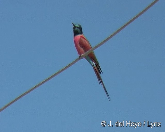 Northern Carmine Bee-eater - ML201168071