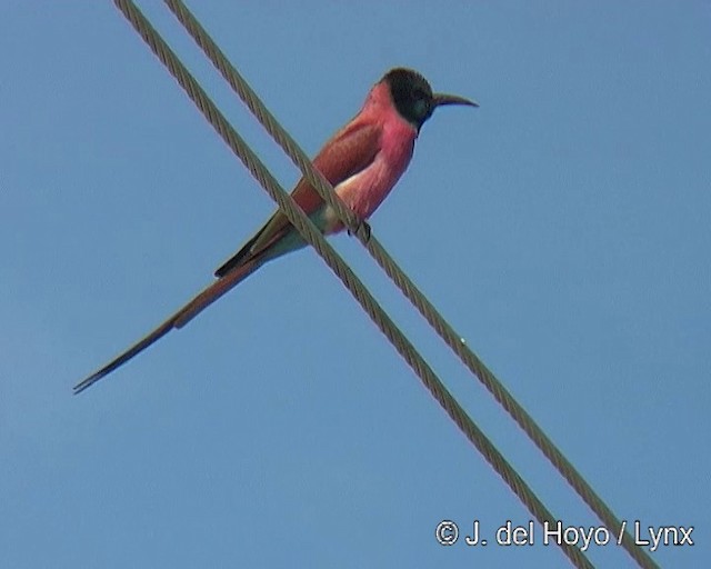 Northern Carmine Bee-eater - ML201168081