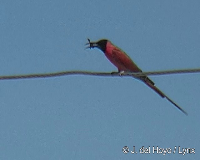 Northern Carmine Bee-eater - ML201168091