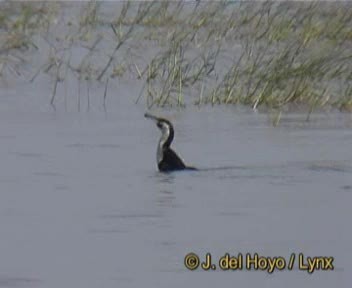 Great Cormorant (White-breasted) - ML201168181