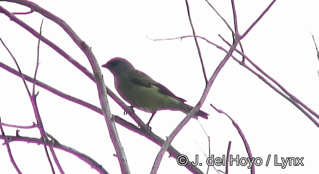 モンキフウキンチョウ - ML201168271