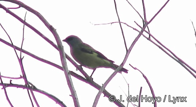 Tangara Aliamarilla - ML201168271