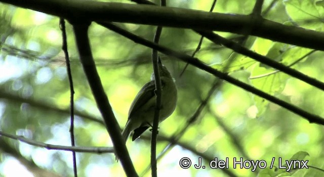 Unicolored Antwren - ML201168301