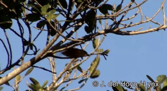 Chestnut-crowned Becard - ML201168311