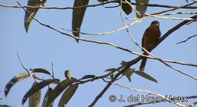 Chestnut-crowned Becard - ML201168321