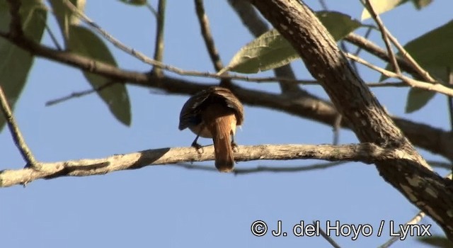 Chestnut-crowned Becard - ML201168331