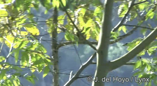 kukačka veverčí [skupina cayana] - ML201168341