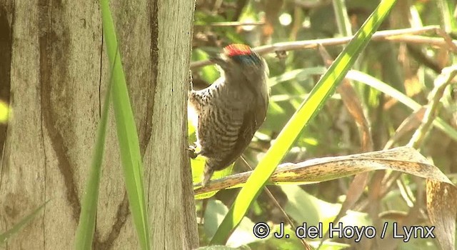 White-barred Piculet (White-barred) - ML201168361