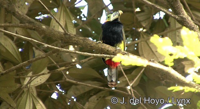Toucanet à bec tacheté - ML201168431