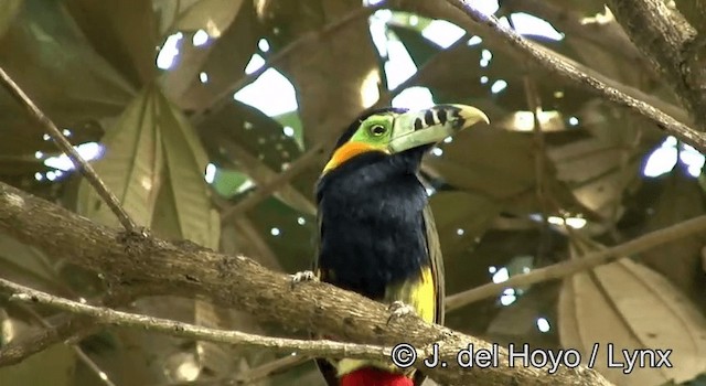 Toucanet à bec tacheté - ML201168441