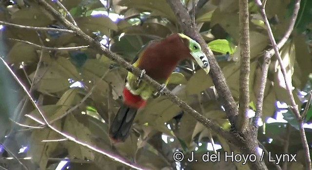 Toucanet à bec tacheté - ML201168451