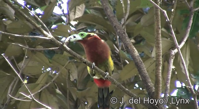 Toucanet à bec tacheté - ML201168461