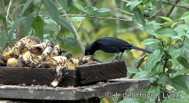 Ruby-crowned Tanager - ML201168491