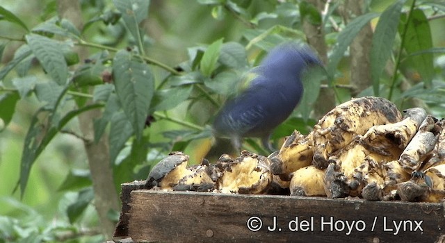 Golden-chevroned Tanager - ML201168541