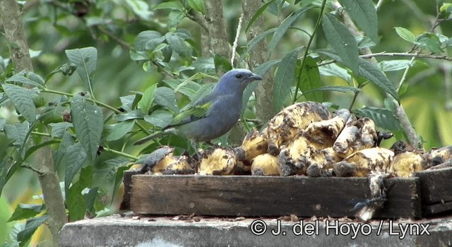 Golden-chevroned Tanager - ML201168551