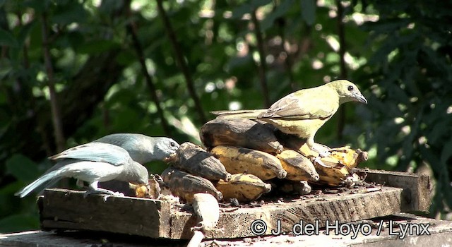 Tangara des palmiers - ML201168561