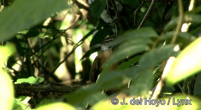 Long-billed Wren - ML201168591
