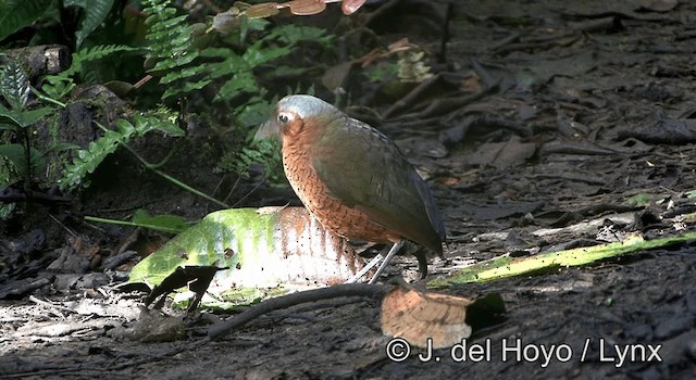 Giant Antpitta - ML201168691