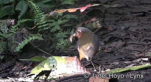 Giant Antpitta - ML201168701