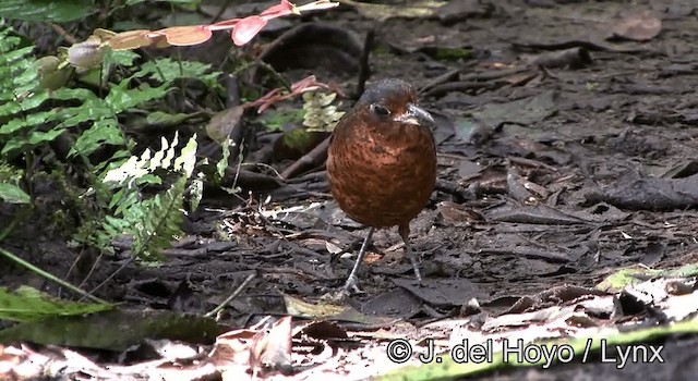 Giant Antpitta - ML201168711