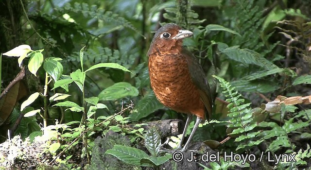 Giant Antpitta - ML201168721