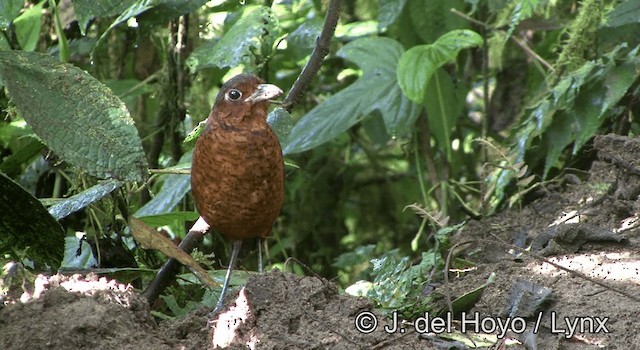 Giant Antpitta - ML201168731