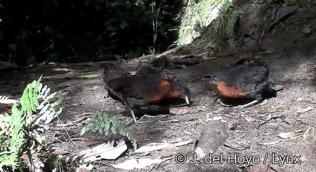 Dark-backed Wood-Quail - ML201168741