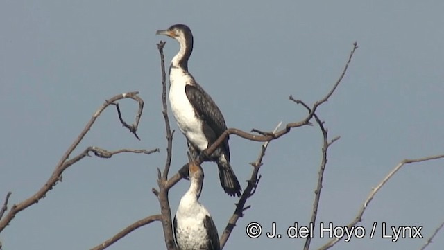 Ubarroi handia (maroccanus) - ML201168831