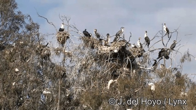 Great Cormorant (Moroccan) - ML201168841