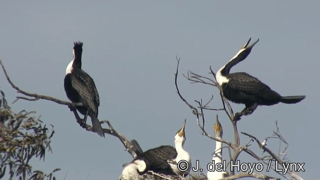 Ubarroi handia (maroccanus) - ML201168851